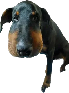 Sticker 7-8 собак - 3