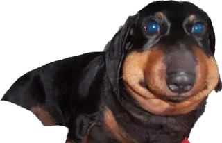 Sticker 7-8 собак - 7