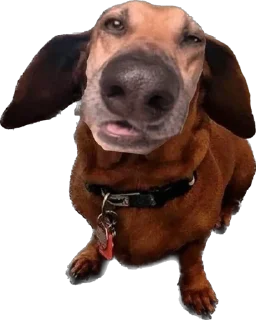 Sticker 7-8 собак - 4