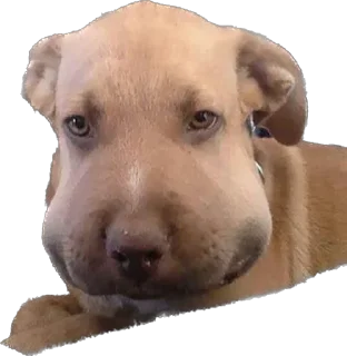 Sticker 7-8 собак - 2