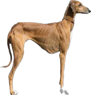 Sticker 7-8 собак - 9