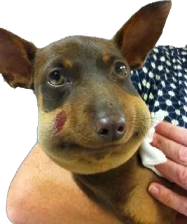 Sticker 7-8 собак - 1