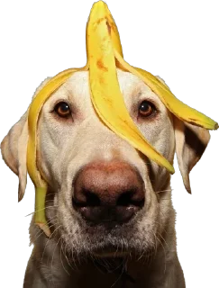 Sticker 7-8 собак - 11