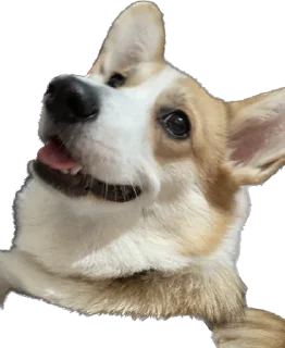 Стикер 63636363 - 1