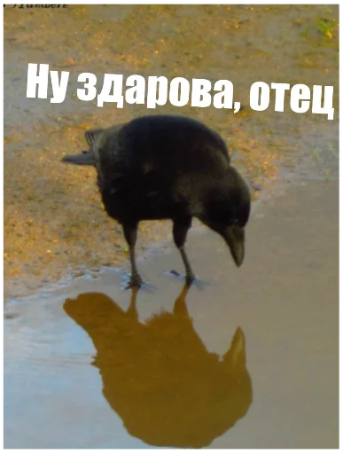 Sticker Six of crows - 3