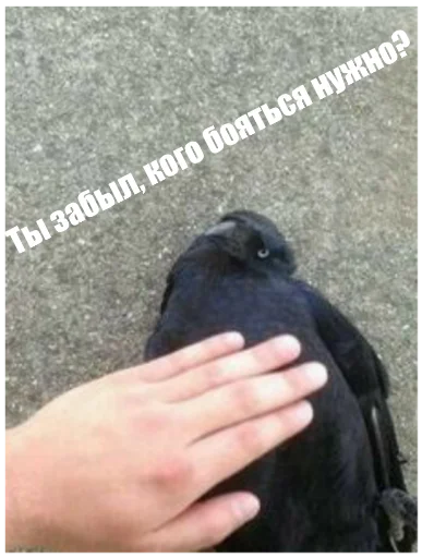 Sticker Six of crows - 0