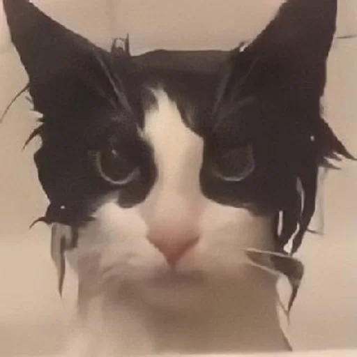 small to medium-sized cats cat felidae