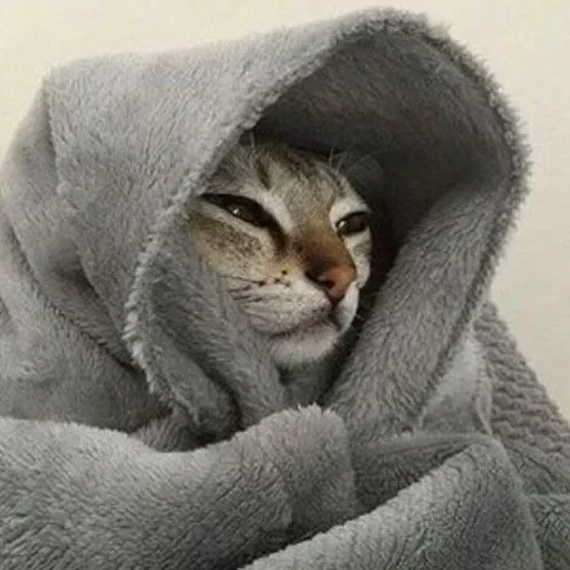 towel mammal small to medium-sized cats