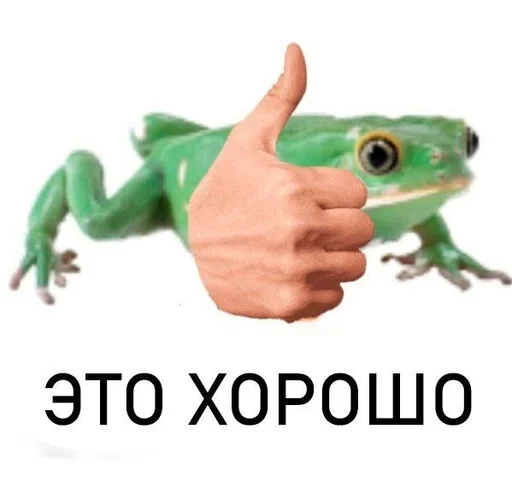 лягушка амфибия животное