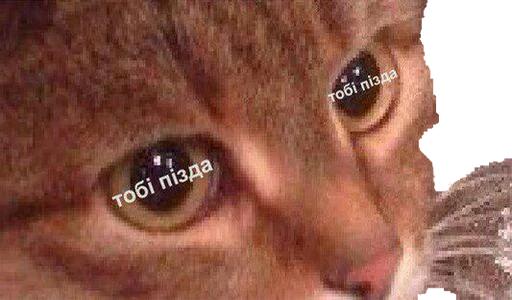 млекопитающее кошка животное