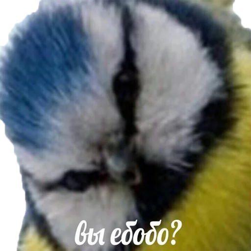 животное СМС птица