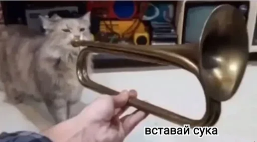 Sticker SolSaxarRandomness :: @fStikBot - 9