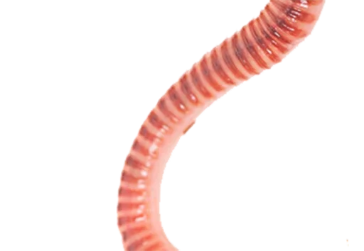 invertebrate animal worm