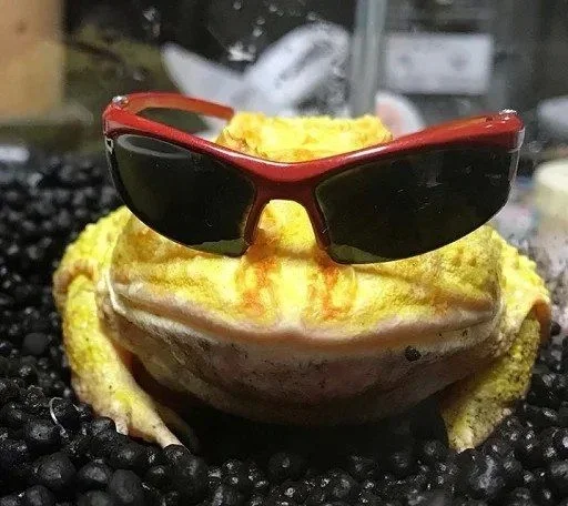 goggles sunglasses food