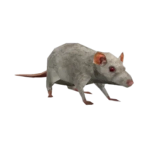 animal mammal rodent