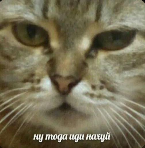 животное млекопитающее кошка