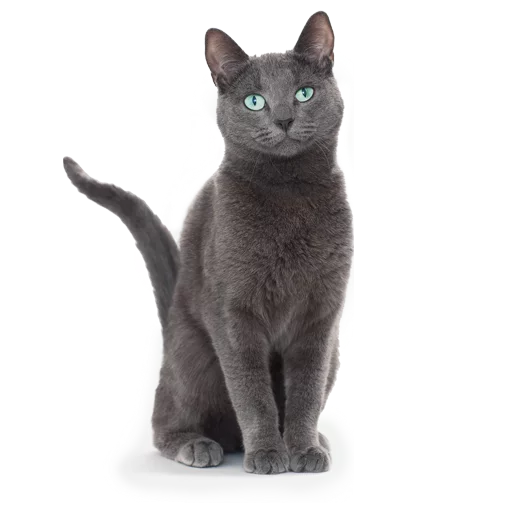 animal domestic cat cat