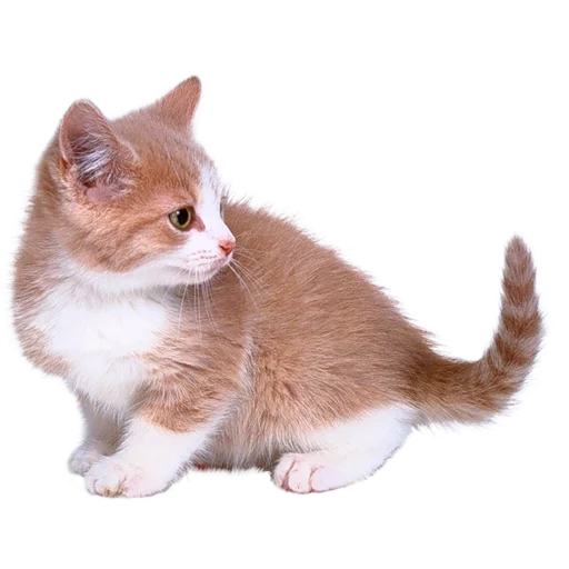 mammal animal domestic cat