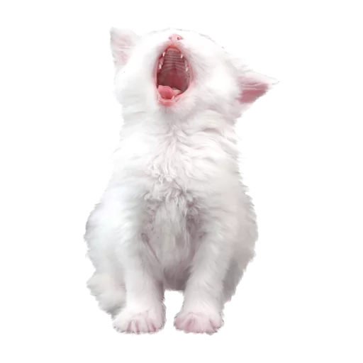 animal mammal domestic cat