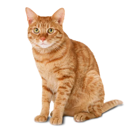 somecats - животное