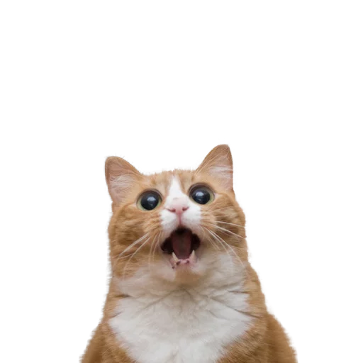 mammal animal domestic cat