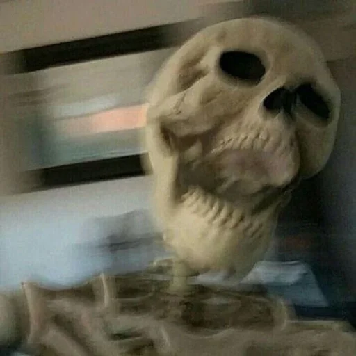 череп кость животное