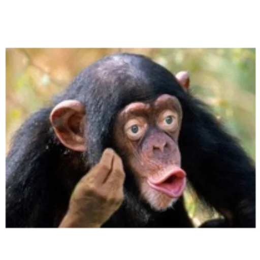 animal mammal primate