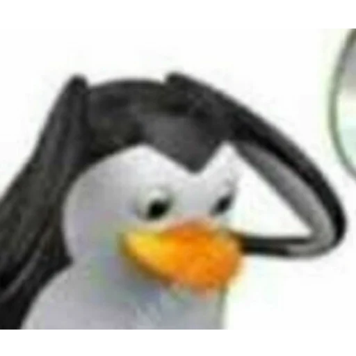 aquatic bird penguin bird