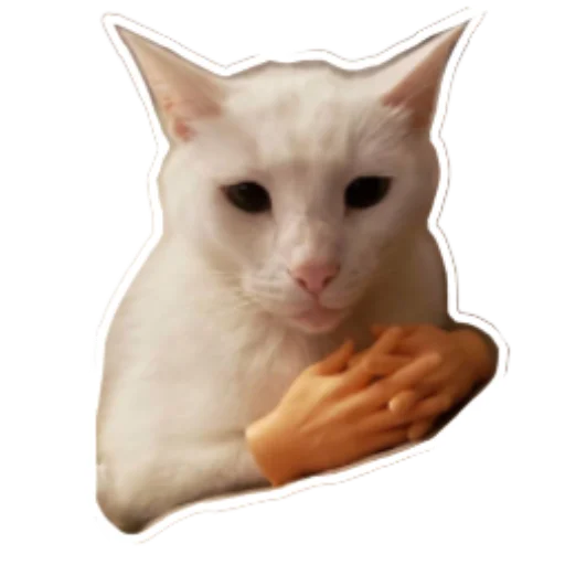 small to medium-sized cats domestic cat whiskers