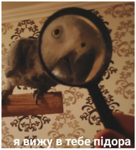 Sticker SonyaMaf - 1