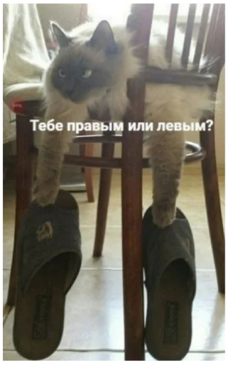 Sticker SonyaMaf - 1