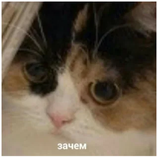 Sticker Mafia Soni - 2