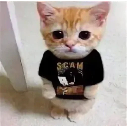 СМС кошки малого и среднего размера кошка