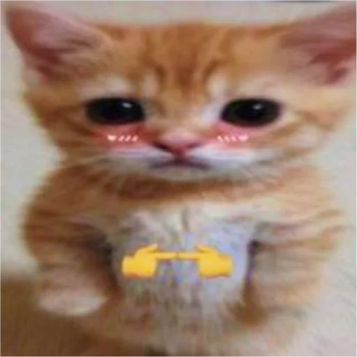 млекопитающее животное кошка