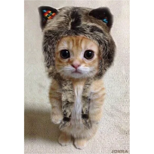 животное кошка мех