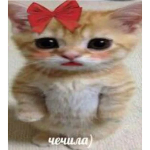 кошка кошки малого и среднего размера животное