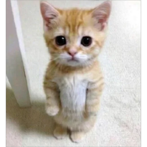 животное млекопитающее кошка