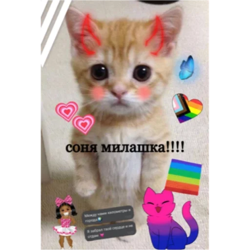 кошки малого и среднего размера кошка животное