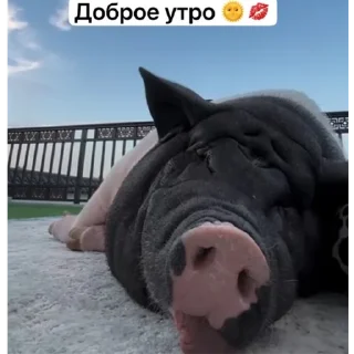 Sticker Сонякатч - 0