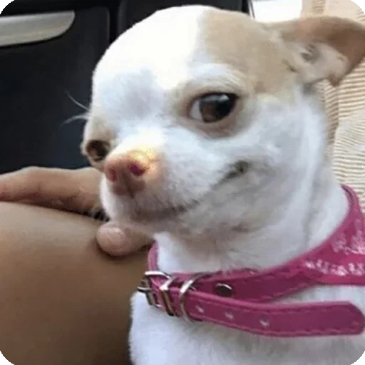 pet dog breed chihuahua