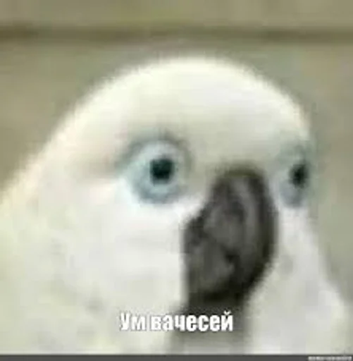 Стикер ум ваче сееей :: @fStikBot - 4