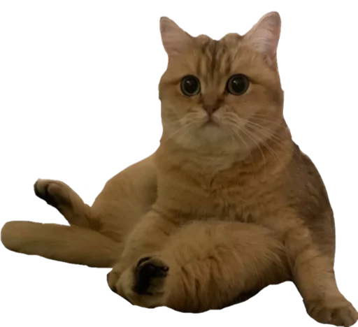 животное млекопитающее домашняя кошка