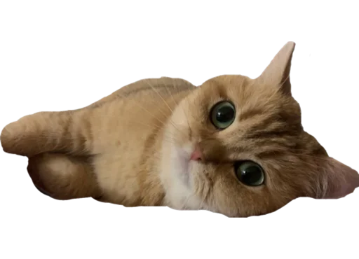 животное домашняя кошка млекопитающее