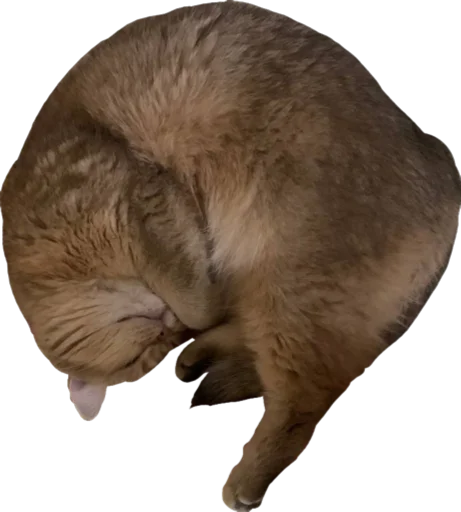 животное млекопитающее кошка