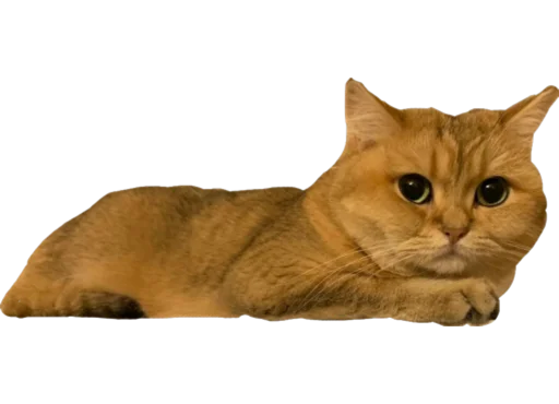 животное млекопитающее кошка