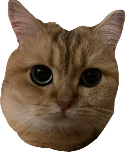 животное кошка млекопитающее