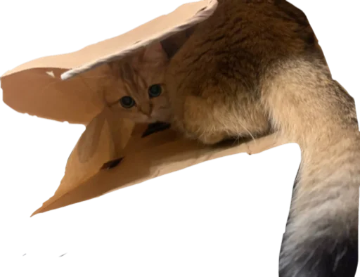 животное водная птица лебедь