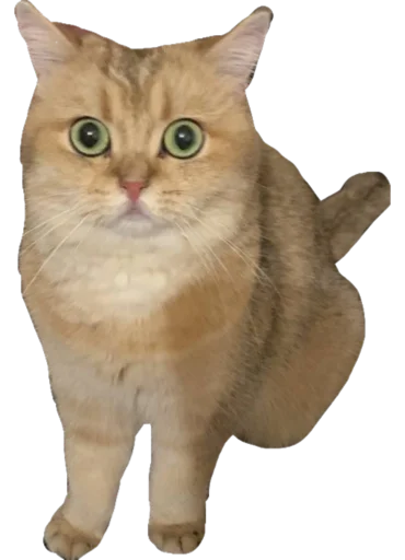 животное кошка млекопитающее