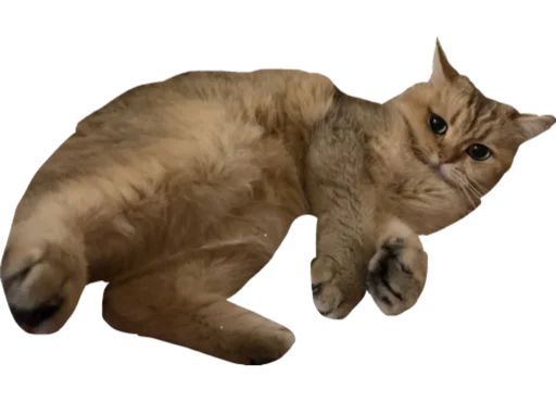 животное млекопитающее кошка