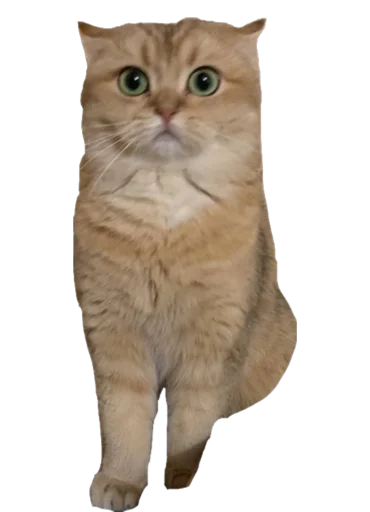 животное млекопитающее кошка